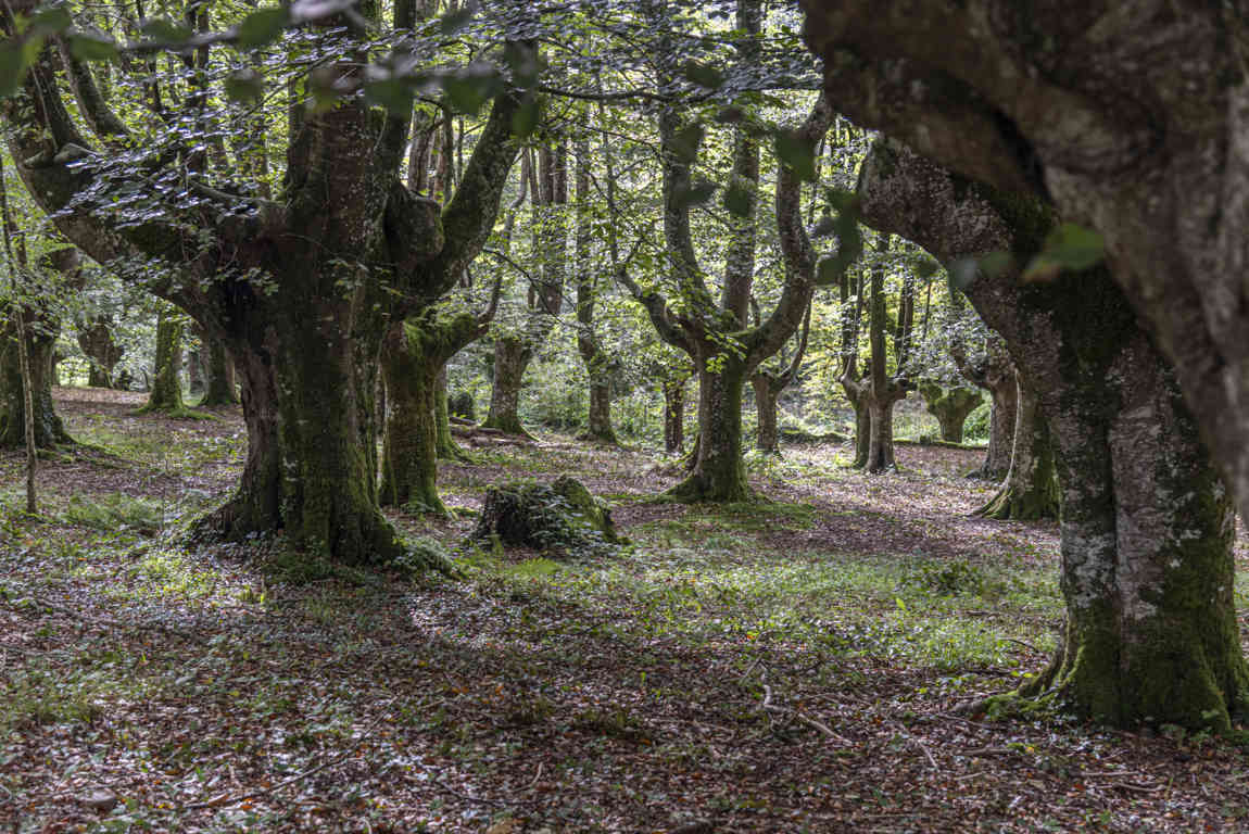 Vizcaya - parque natural de Urkiola 12 - hayedo.jpg
